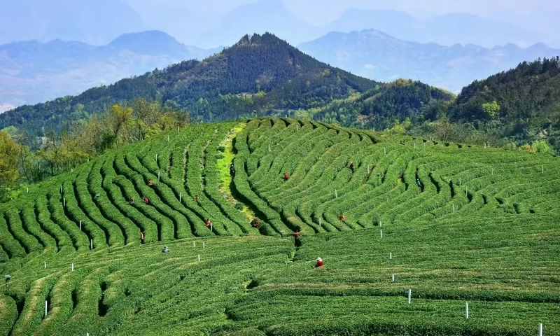 有关于竹溪县出台奖补政策赋能茶产业发展 让“绿叶子”变成富民“金叶子”的内容(3)