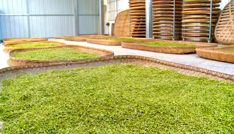 有关于竹溪县出台奖补政策赋能茶产业发展 让“绿叶子”变成富民“金叶子”的内容(4)