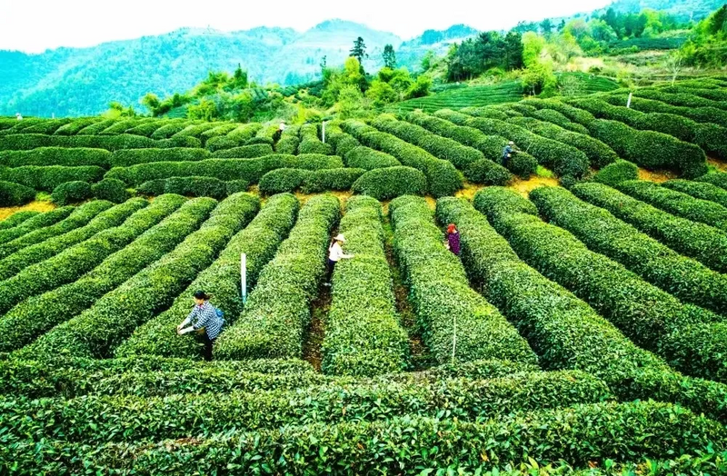 有关于竹溪县出台奖补政策赋能茶产业发展 让“绿叶子”变成富民“金叶子”的内容(2)