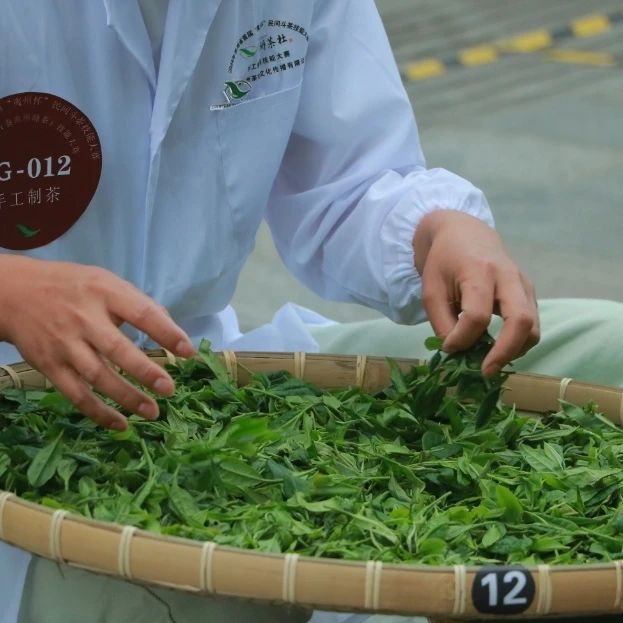 关于聚焦手工制茶，助力贵州茶业 首届“夷州杯”手工制茶技能大赛圆满落幕！的新闻(5)