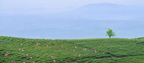 关于宣城郎溪涛城镇：监督助推茶产业健康发展的内容