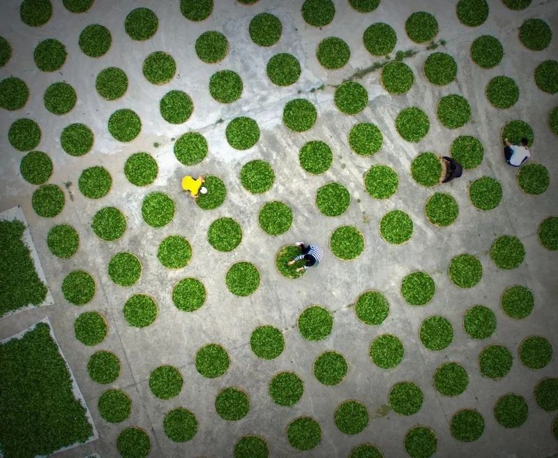 有关于平和：“智慧大脑”赋能茶园管理的资讯