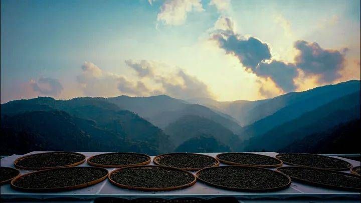 关于茶香里的“中非情缘” 的消息(1)