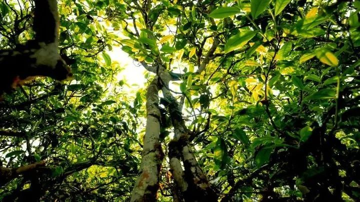 关于茶香里的“中非情缘” 的消息