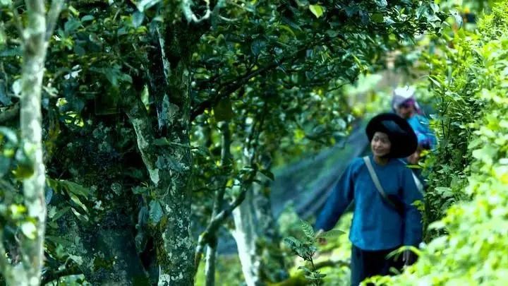 关于茶香里的“中非情缘” 的消息(2)