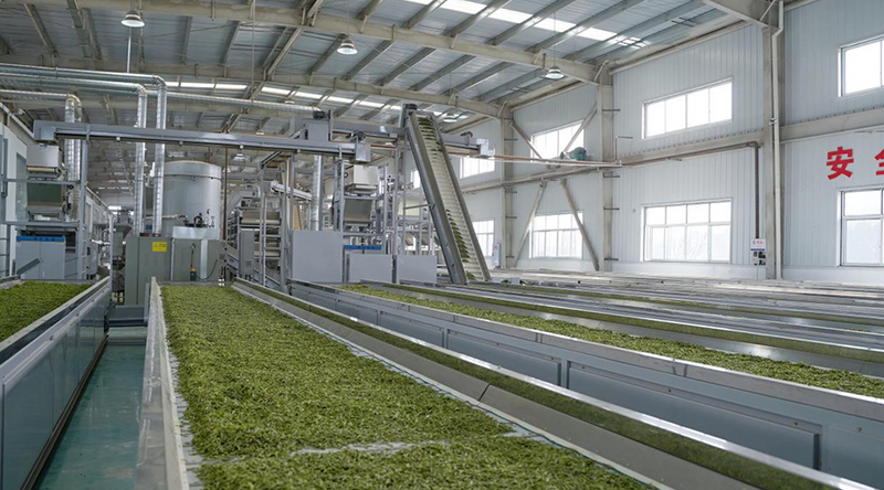 有关于助力产业链升级 智慧茶园开出“科技之花”的消息