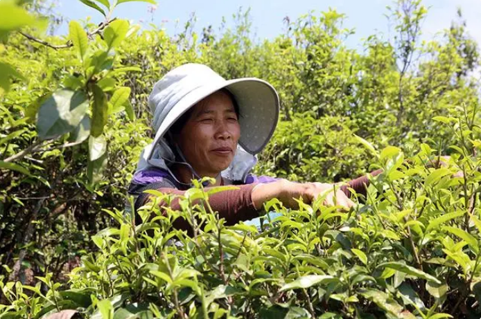 关于云南景东：“一片叶子”的富民实践的消息(1)