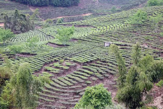 关于云南景东：“一片叶子”的富民实践的消息