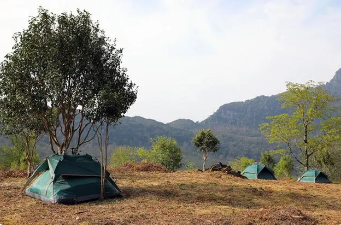 关于云南景东：“一片叶子”的富民实践的消息(4)