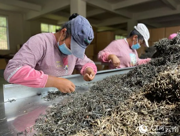 关于云南景东：“一片叶子”的富民实践的消息(2)