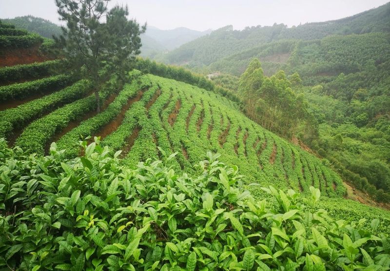 关于广西灵山县丰塘镇：以茶为笔，绘就乡村振兴新画卷的内容