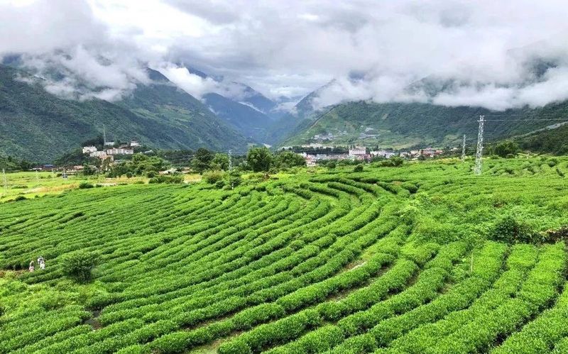 关于墨脱：一片茶叶背后的发展力量的最新消息(1)