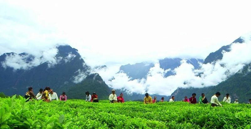 关于墨脱：一片茶叶背后的发展力量的最新消息