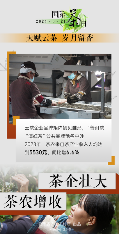 有关于国际茶日 小小绿叶释放大能量！“云茶”交出亮眼成绩单→的信息(3)