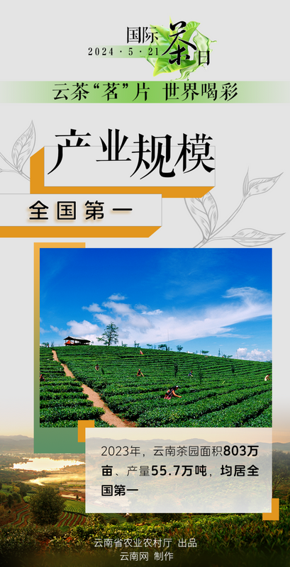 有关于国际茶日 小小绿叶释放大能量！“云茶”交出亮眼成绩单→的信息(1)