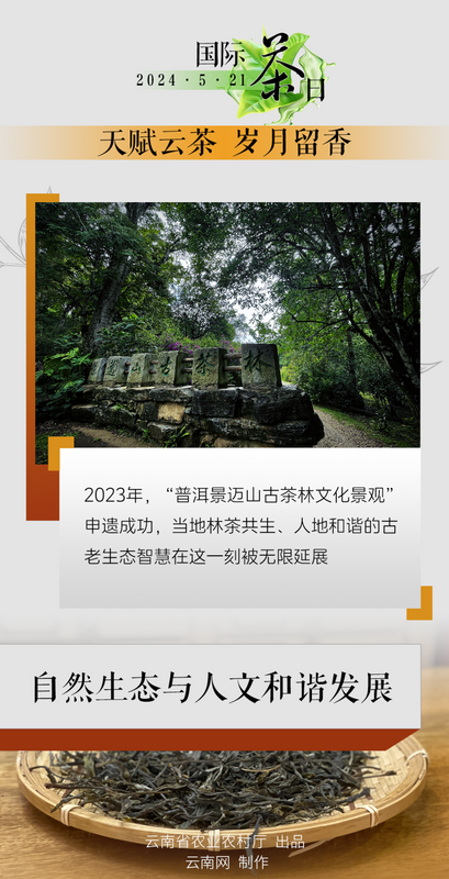 有关于国际茶日 小小绿叶释放大能量！“云茶”交出亮眼成绩单→的信息(5)