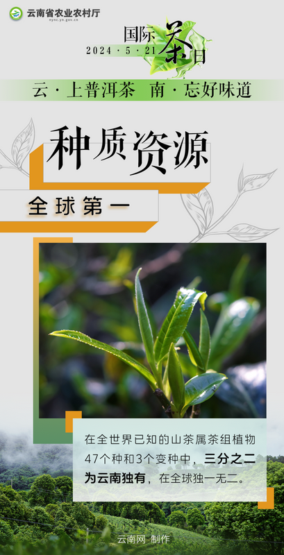 有关于国际茶日 小小绿叶释放大能量！“云茶”交出亮眼成绩单→的信息