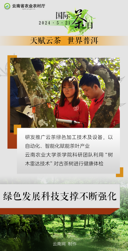 有关于国际茶日 小小绿叶释放大能量！“云茶”交出亮眼成绩单→的信息(4)