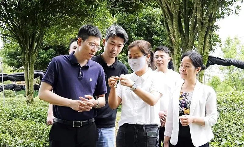 有关于携手开辟遵义茶饮“新赛道” 珠海企业赴凤冈考察茶产业的信息