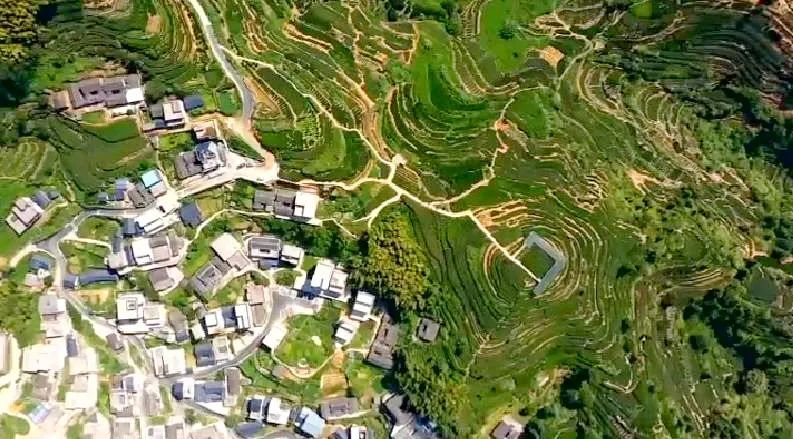 有关于一片绿叶子 一张金名片 大埔县大力发展茶叶产业 带动村民增收致富的相关信息(1)