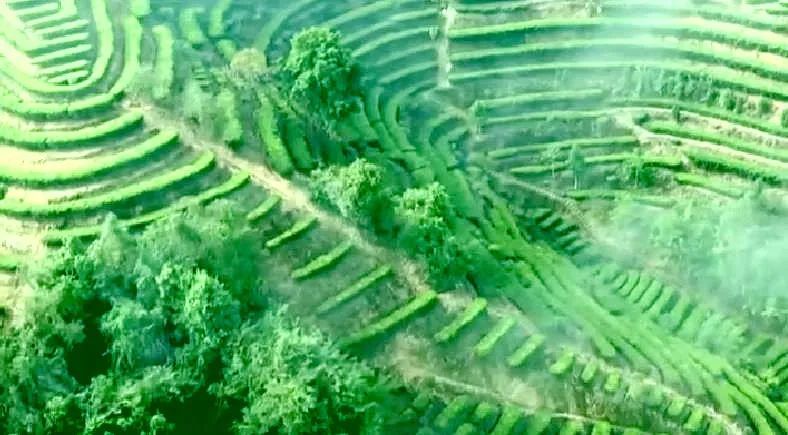 有关于一片绿叶子 一张金名片 大埔县大力发展茶叶产业 带动村民增收致富的相关信息