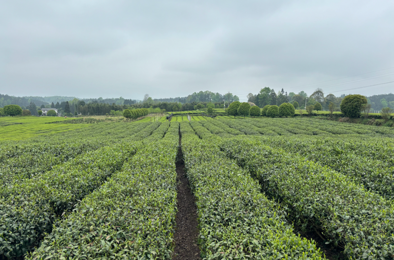 关于湄潭高台天合村欧标金牡丹数字茶园建设启动的信息(1)