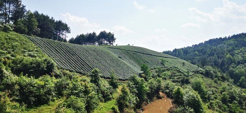 关于湄潭高台天合村欧标金牡丹数字茶园建设启动的信息(2)