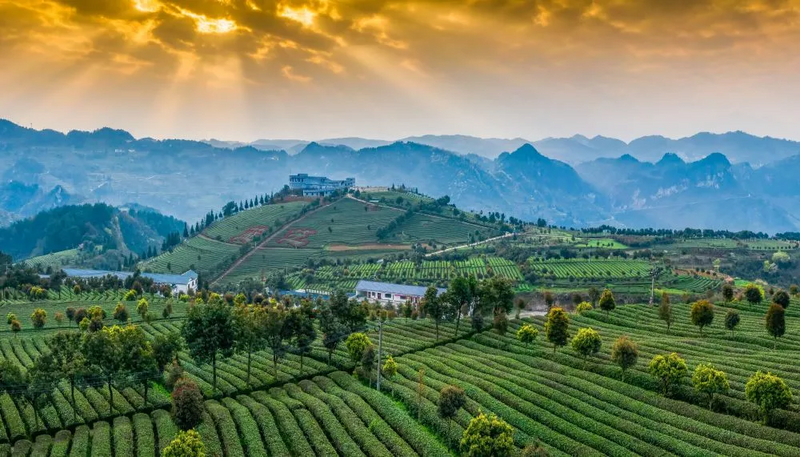 有关于品牌力助力茶区产业融合高质量发展，茶品牌如何打造？的相关内容