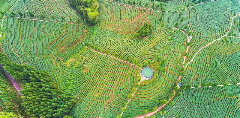 有关于品牌力助力茶区产业融合高质量发展，茶品牌如何打造？的相关内容(1)