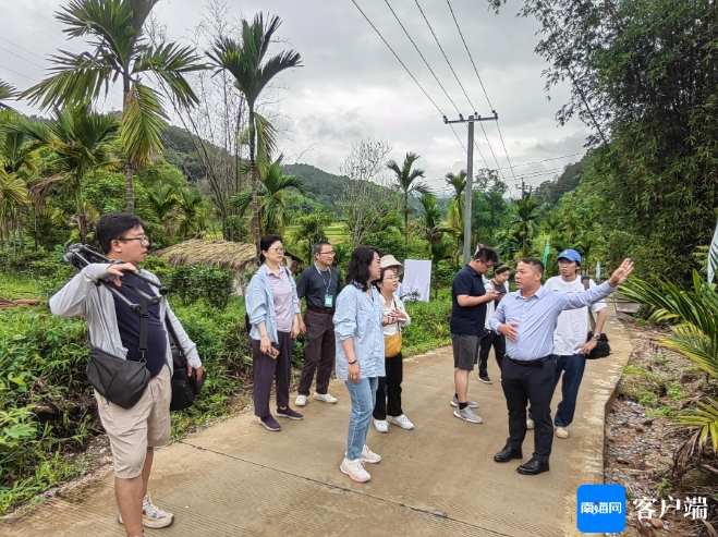 关于国际茶日：走近五指山揭秘雨林大叶茶的资讯(4)