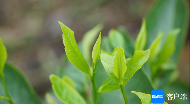 关于国际茶日：走近五指山揭秘雨林大叶茶的资讯