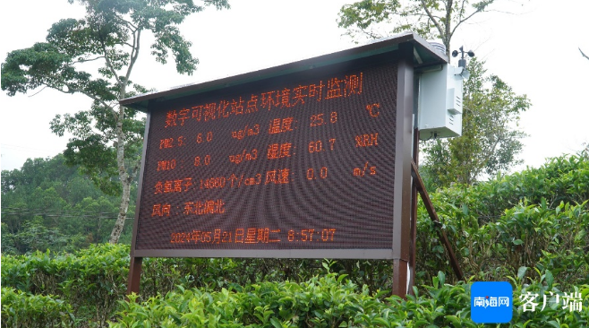 关于国际茶日：走近五指山揭秘雨林大叶茶的资讯(1)