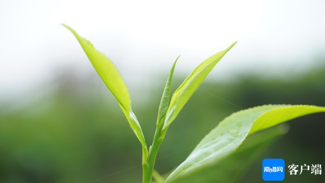 关于国际茶日：走近五指山揭秘雨林大叶茶的资讯(3)