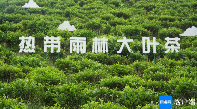关于国际茶日：走近五指山揭秘雨林大叶茶的资讯(2)