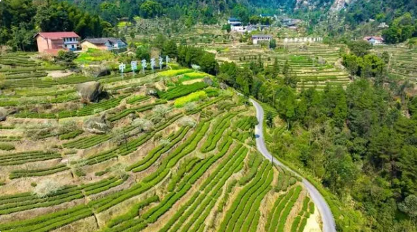 有关于品牌价值11.53亿元!四川荣县花入选中国茶叶区域公用品牌价值100强的最新消息(2)