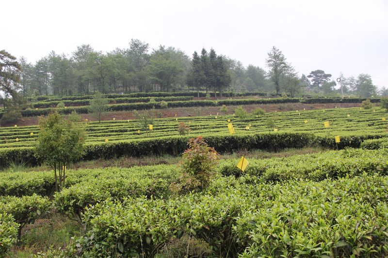 有关于恩施州:在助推茶产业发展中展现人大力量的信息