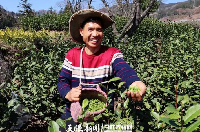 关于普安茶山“长出”兴茶人的消息(1)
