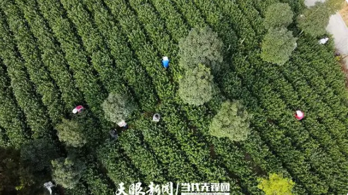 关于普安茶山“长出”兴茶人的消息
