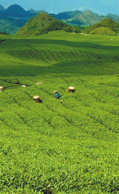 关于团黄贡茶获第29届中国武汉茶叶博览交易会特别金奖！的新闻(1)