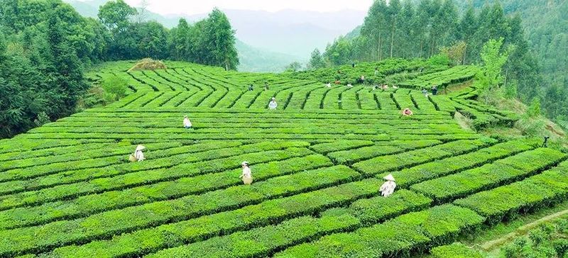 关于1—4月梧州六堡茶出口同比增长16.6%的最新消息