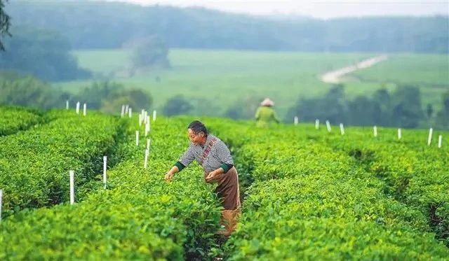 关于五指山、白沙等中部市县践行“两山”理念，借助生态优势发展壮大茶产业链的内容