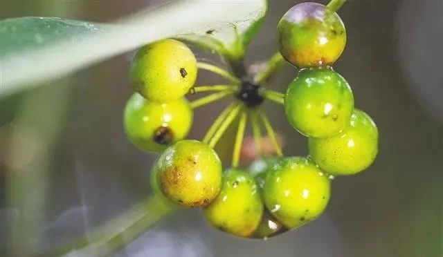 关于五指山、白沙等中部市县践行“两山”理念，借助生态优势发展壮大茶产业链的内容(3)