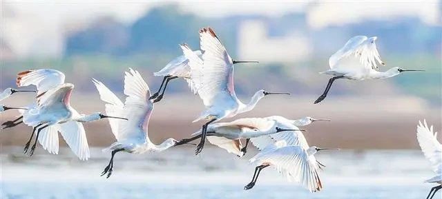 关于五指山、白沙等中部市县践行“两山”理念，借助生态优势发展壮大茶产业链的内容(1)