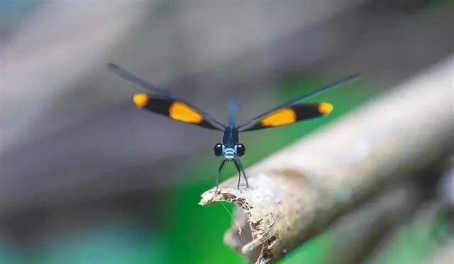 关于五指山、白沙等中部市县践行“两山”理念，借助生态优势发展壮大茶产业链的内容(2)