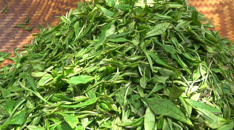 有关于太平魁红接力太平猴魁 闯入红茶市场的一匹黑马的相关信息(1)