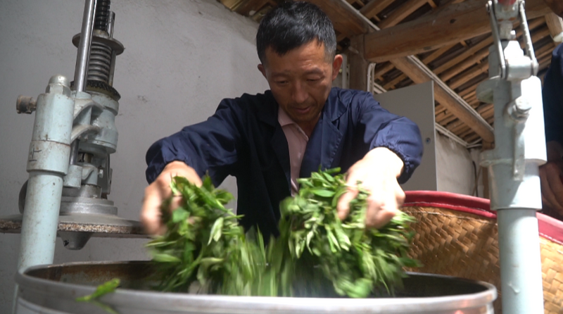 有关于太平魁红接力太平猴魁 闯入红茶市场的一匹黑马的相关信息(6)