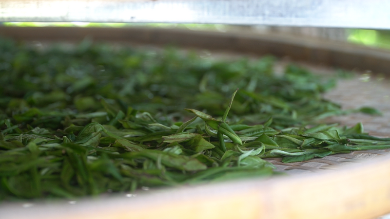 有关于太平魁红接力太平猴魁 闯入红茶市场的一匹黑马的相关信息