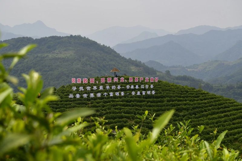 关于文化自信，价值视域中的茶与茶和天下的信息(3)