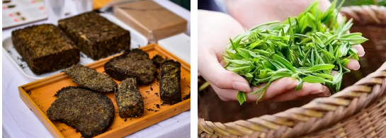 关于发展茶产业 壮大茶经济——委员建议强化南北联动促进茯茶产业高质量发展的资讯