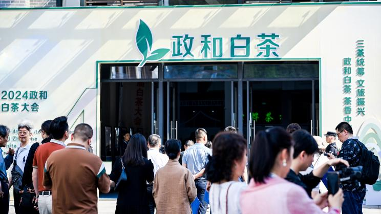 关于层林翠染山海地,缘来得赐政和名——2024政和白茶大会等一系列活动成功举行的内容